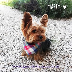 Bandana pour petit chien Braxton - Yorkshire - Marty - Petite taille 